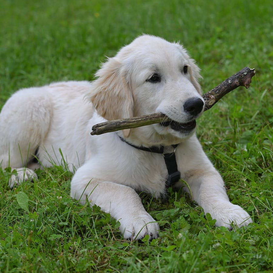 Perro explorando